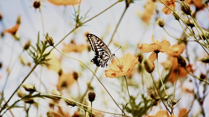Flutter 为什么没有一款好用的UI框架？